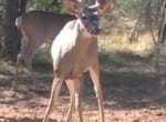 346 acres in Foard County