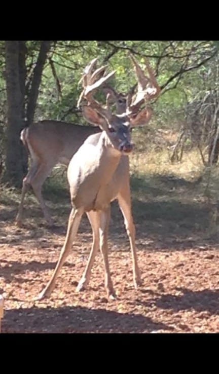 346 acres in Foard County