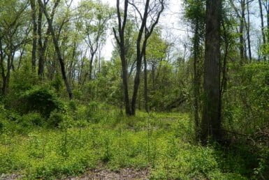 12 acres in Lamar County