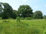 8 acres in Titus County
