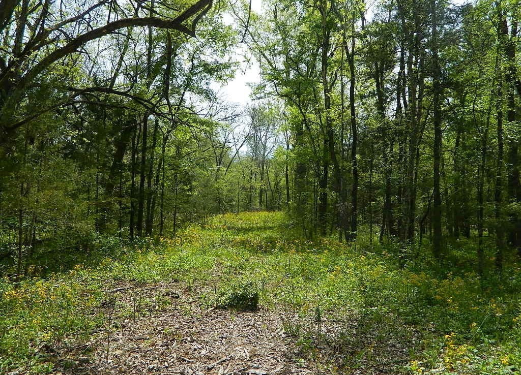 12 acres in Lamar County