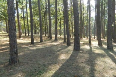 124 acres in Upshur County