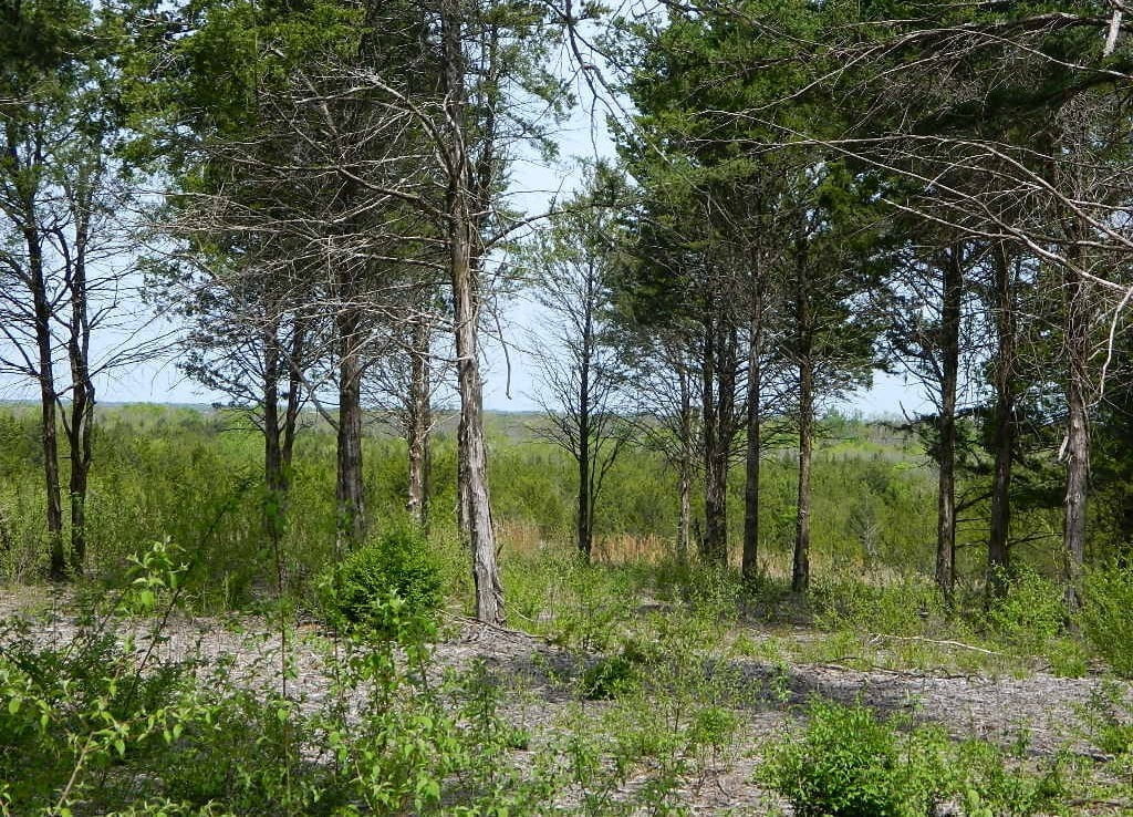 12 acres in Lamar County