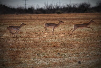 223 acres in Foard County
