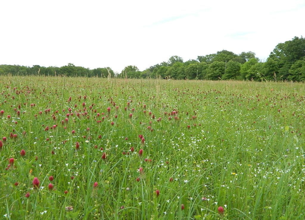 40 acres in Red River County
