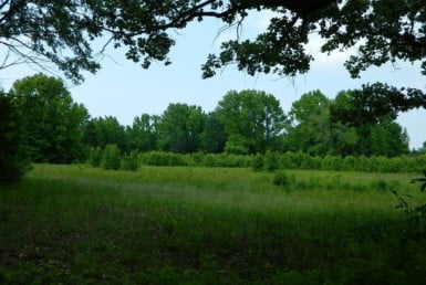 13 acres in Titus County