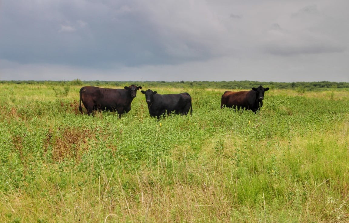 687 acres in Clay County