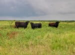 687 acres in Clay County