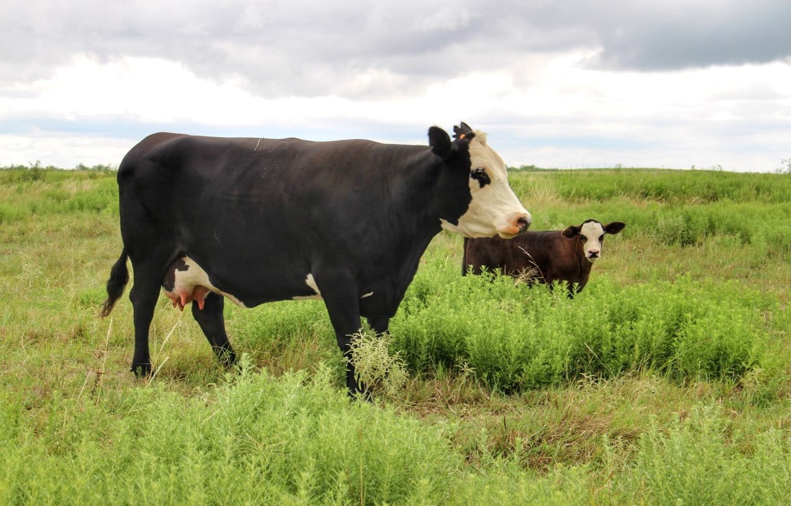 687 acres in Clay County