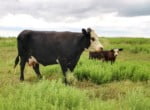 687 acres in Clay County