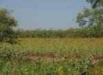 322 acres in Jones County