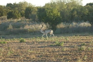 446 acres in Stonewall County