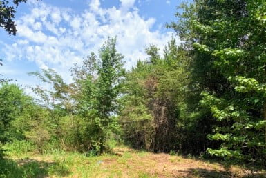 23 acres in Camp County