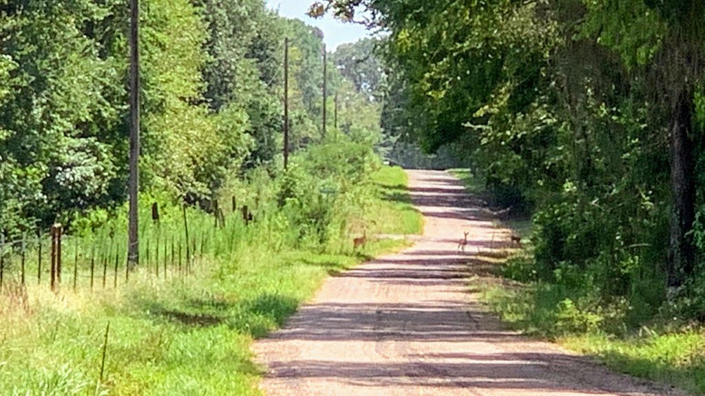 23 acres in Camp County