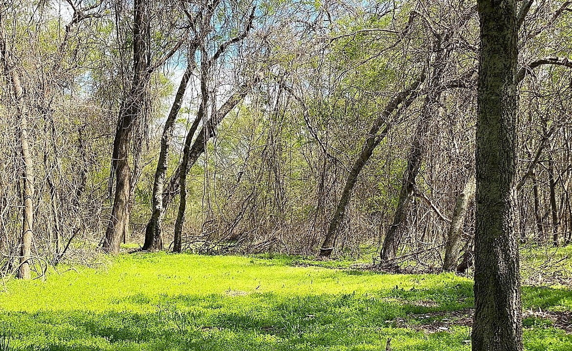 21 acres in Titus County