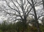 21 acres in Titus County
