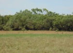 85 acres in Taylor County