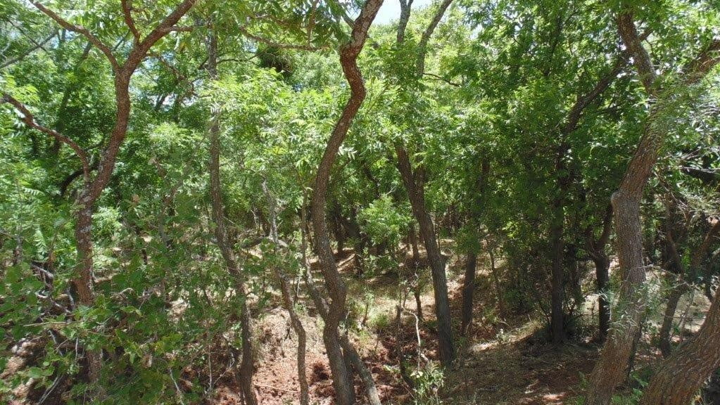 85 acres in Taylor County