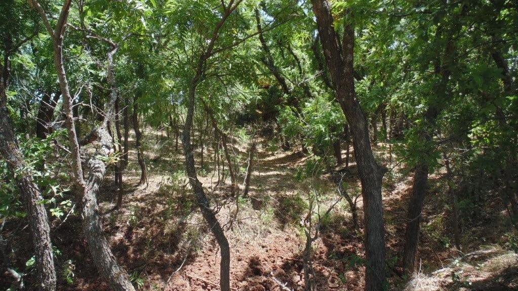 85 acres in Taylor County