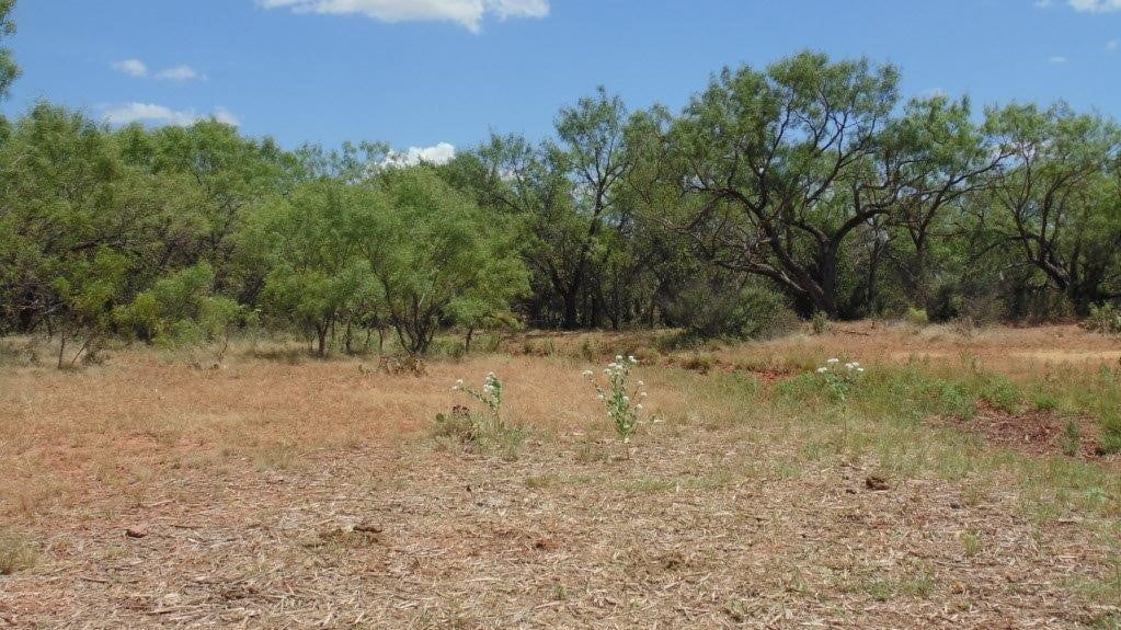 85 acres in Taylor County