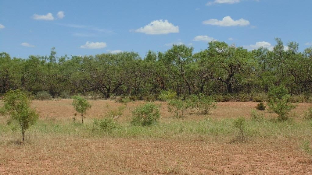 85 acres in Taylor County