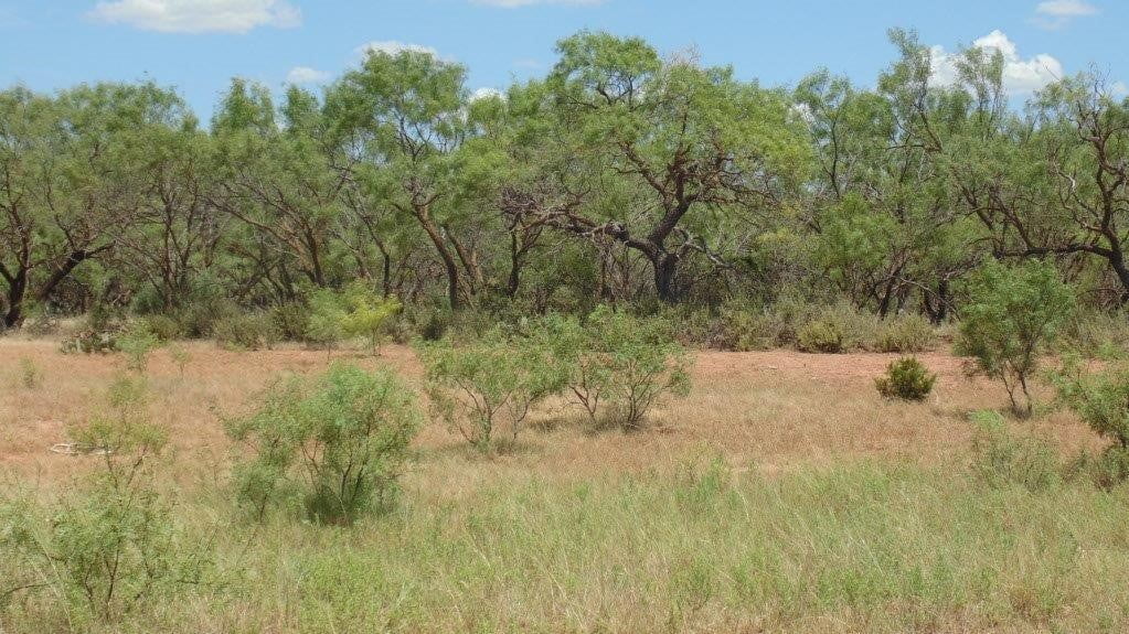 85 acres in Taylor County