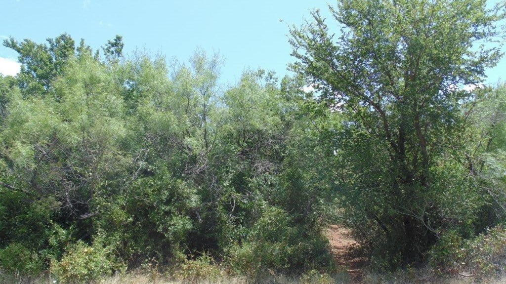 85 acres in Taylor County