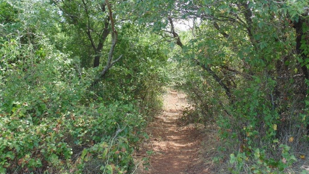 85 acres in Taylor County