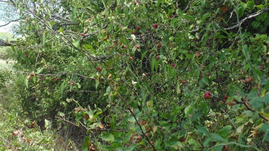 85 acres in Taylor County