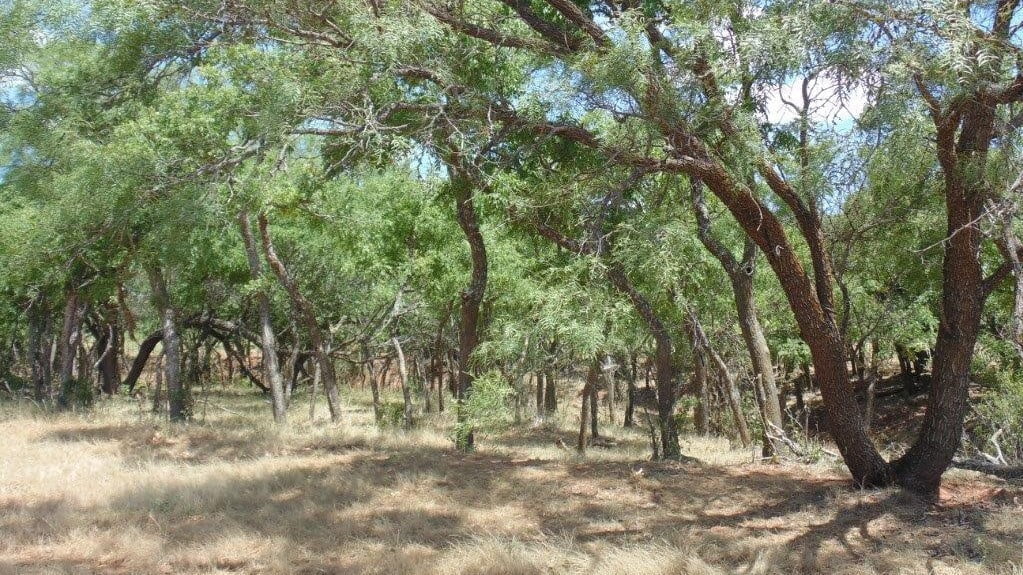 85 acres in Taylor County