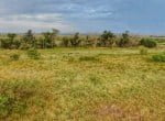 334 acres in King and Cottle County