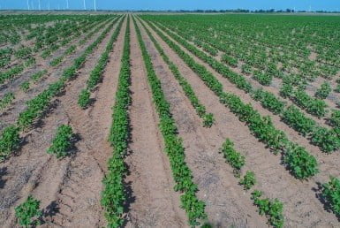 530 acres in Wilbarger County