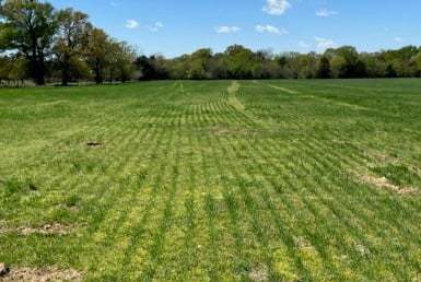 80 acres in Rains County