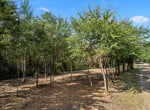 3 acres in Titus County