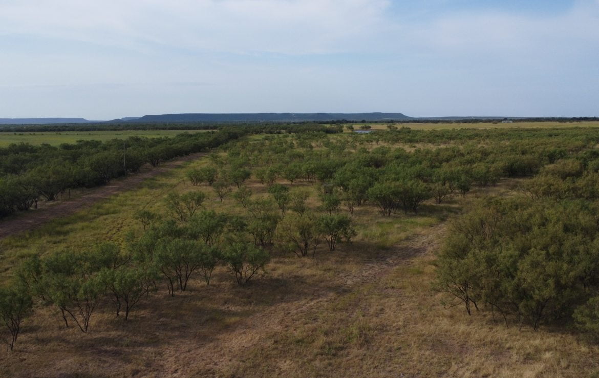 39 acres in Taylor County